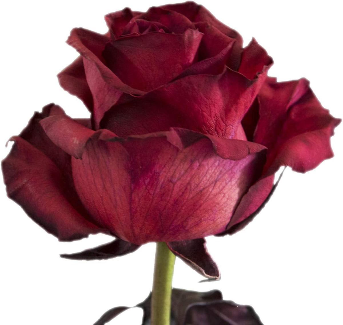 Lux Burgundy Rose Bouquet
