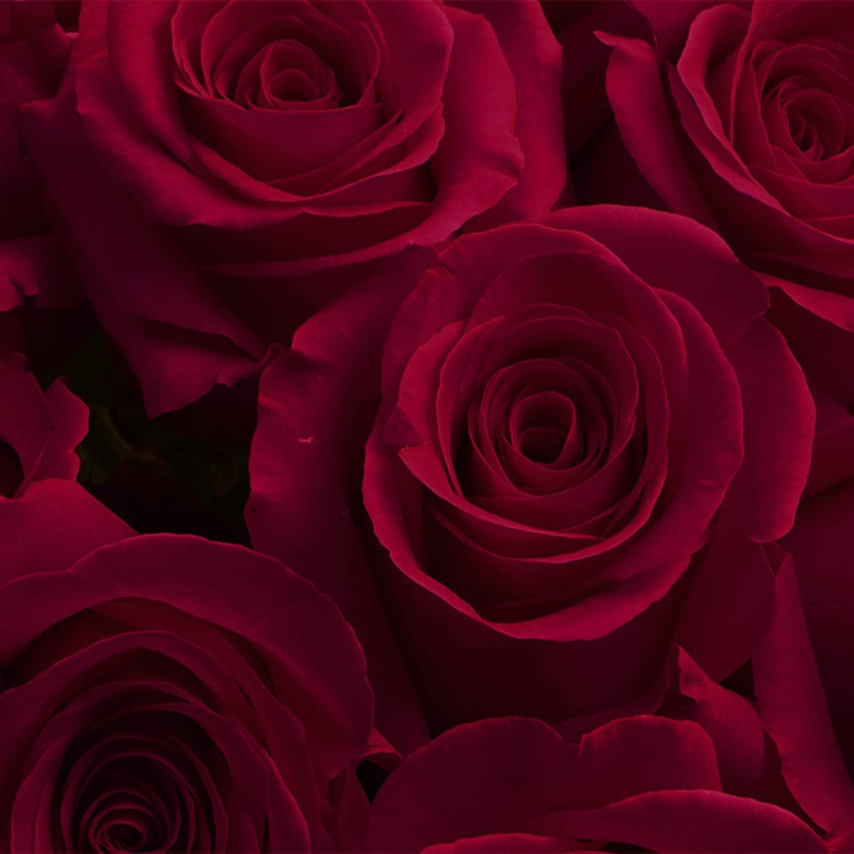 Lux Burgundy Rose Bouquet