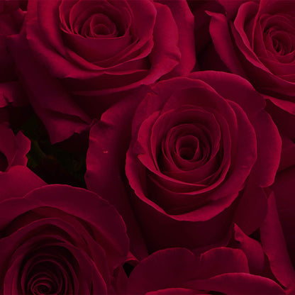 Lux Burgundy Rose Bouquet